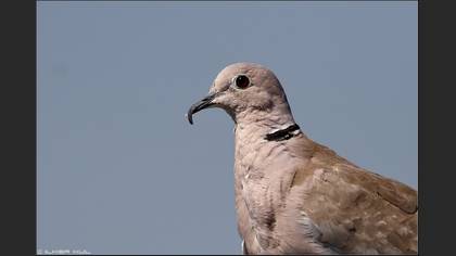 Kumru