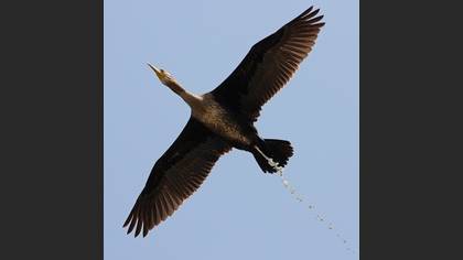 Karabatak