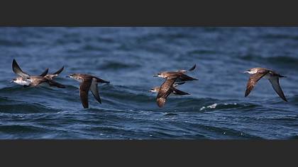 Yelkovan