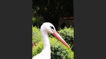 Leylek