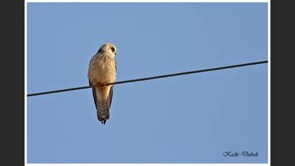 Ala doğan