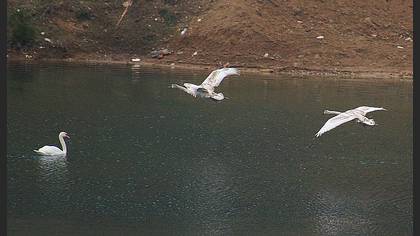 Kuğu
