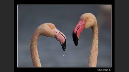 Flamingo