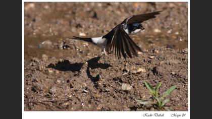 Ev kırlangıcı