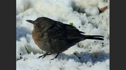 Karatavuk