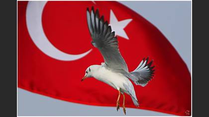 Karabaş martı