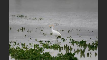 Sığır balıkçılı