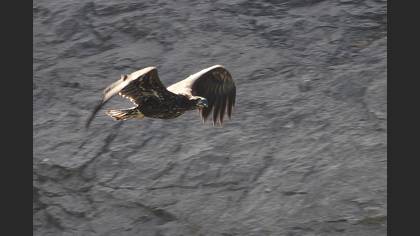 Akkuyruklu kartal