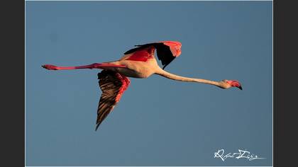 Flamingo