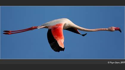 Flamingo