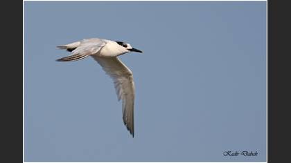 Karagagalı sumru