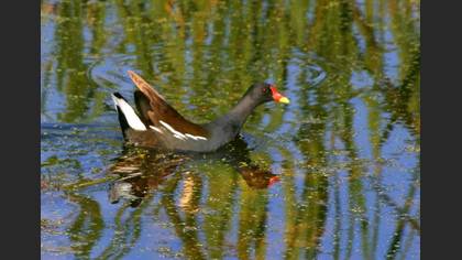 Sutavuğu