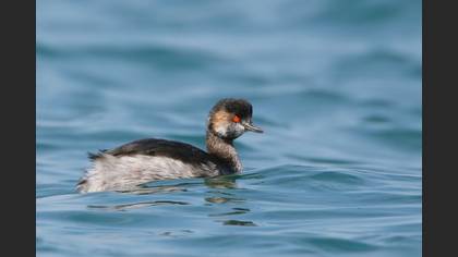 Karaboyunlu batağan