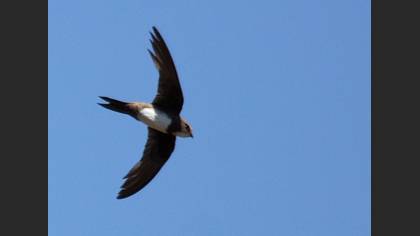 Akkarınlı ebabil