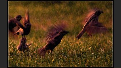 Serçe