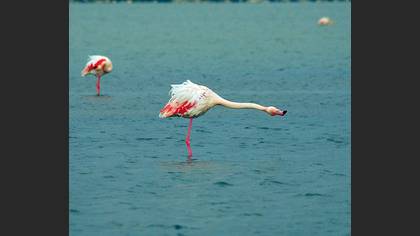 Flamingo
