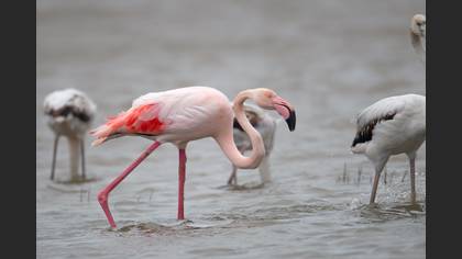 Flamingo
