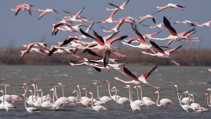 Flamingo