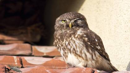Kukumav » Little Owl » Athene noctua