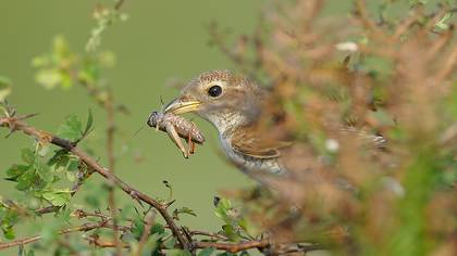 Kızılsırtlı örümcekkuşu » Red-backed Shrike » Lanius collurio