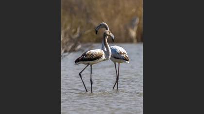Flamingo