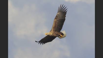 Akkuyruklu kartal