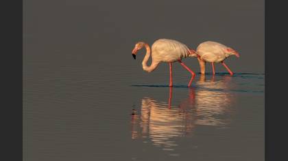 Flamingo