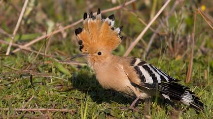 İbibik » Eurasian Hoopoe » Upupa epops