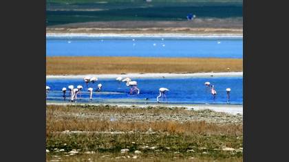 Küçük flamingo
