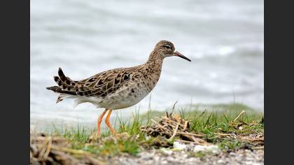Dövüşkenkuş