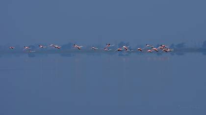 Flamingo