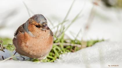 İspinoz » Common Chaffinch » Fringilla coelebs