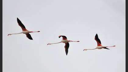 Flamingo