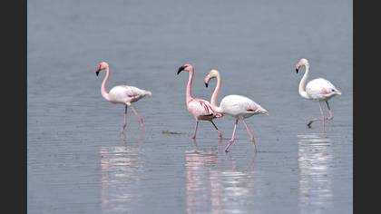 Küçük flamingo