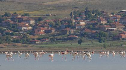 Flamingo