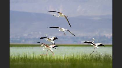 Flamingo