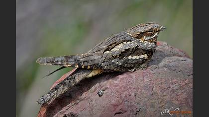 Çobanaldatan