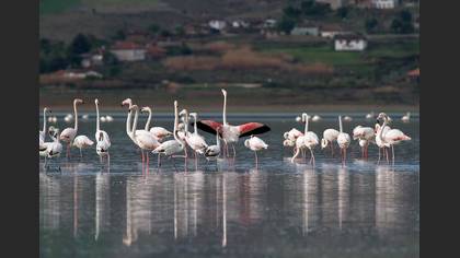 Flamingo