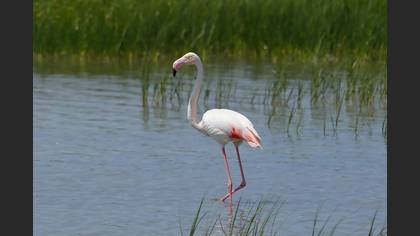 Flamingo