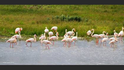 Flamingo