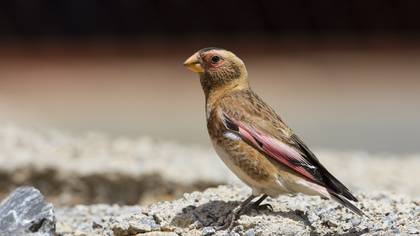 Alamecek