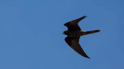 Ada doğanı