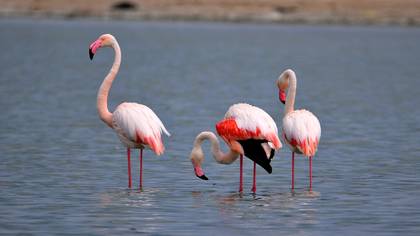 Flamingo