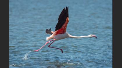 Flamingo