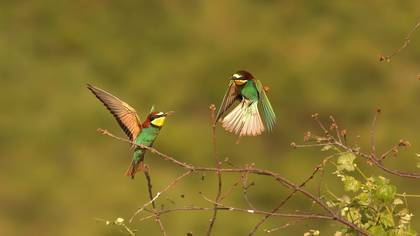 Arıkuşu » European Bee-eater » Merops apiaster