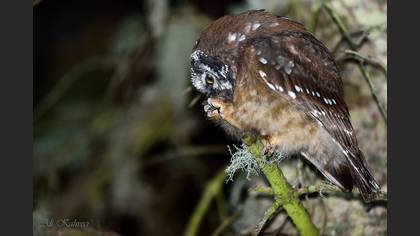 Paçalı baykuş
