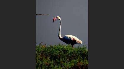 Flamingo