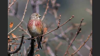 Ketenkuşu