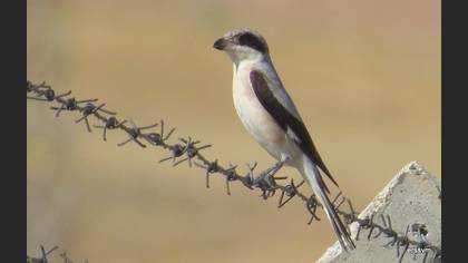 Karaalınlı örümcekkuşu
