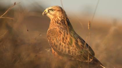 Kızıl şahin » Long-legged Buzzard » Buteo rufinus